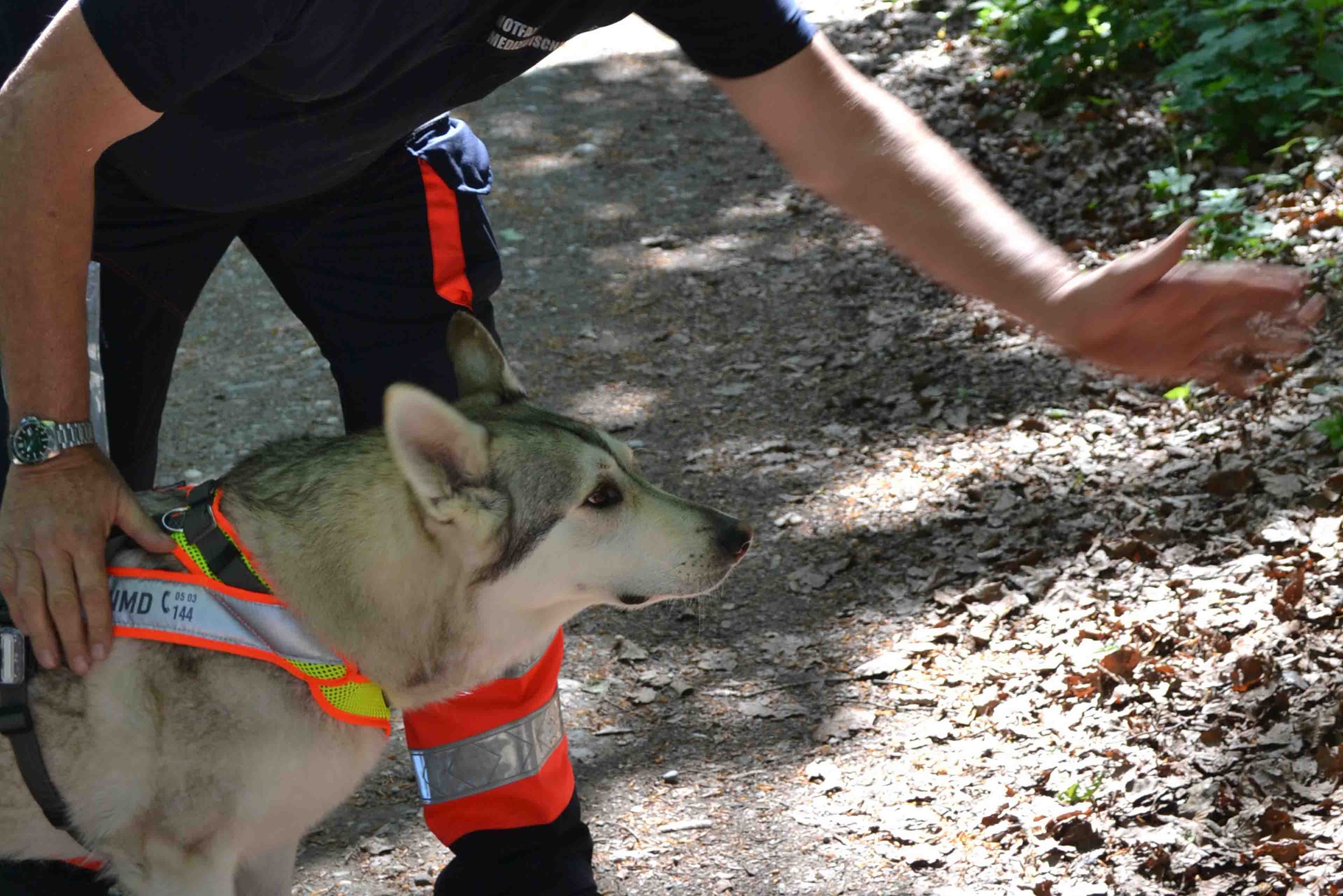 Eine Person in einem marineblauen Hemd und einer orangefarbenen Hose führt einen Such- und Rettungshund mit einem Geschirr über einen Waldweg und deutet auf den mit Laub bedeckten Boden.