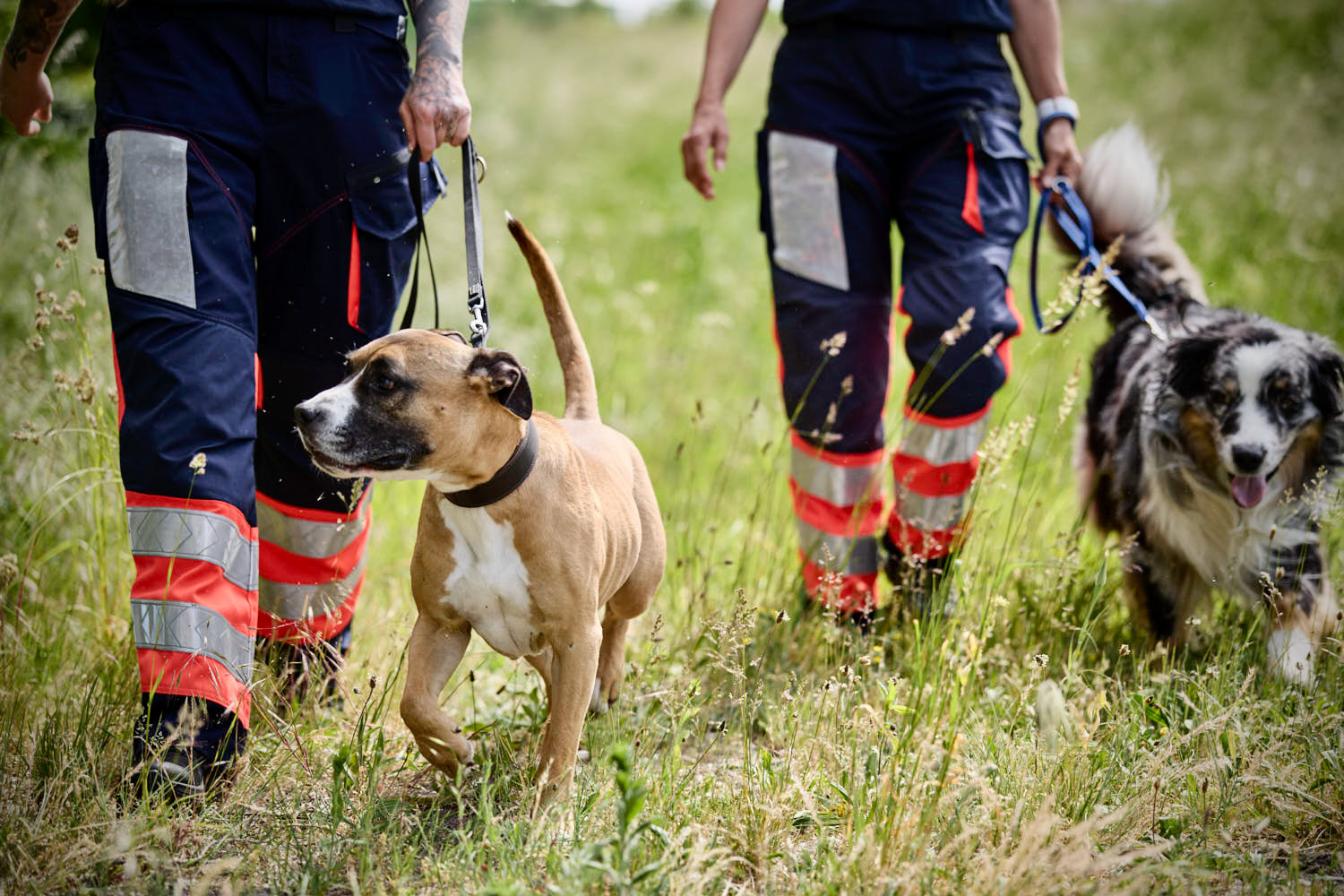 Zwei Personen in Uniformen mit roten Reflektorstreifen gehen mit zwei angeleinten Hunden durch hohes Gras, wahrscheinlich im Rahmen von Such- und Rettungsaktionen oder Trainingsaktivitäten im Freien.