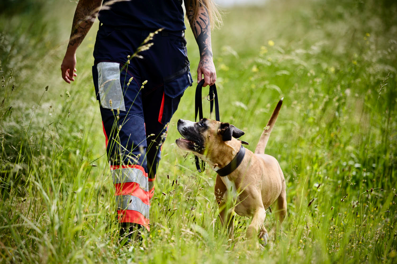 Eine Person mit Tätowierungen, die eine marineblaue Hose mit orangefarbenen Reflexionsstreifen trägt, geht mit einer Leine in der Hand durch hohes Gras, während ein brauner Hund zu ihr aufschaut.